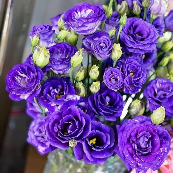 Violet Lisianthus Flower Seeds for Planting – Heirloom Non-GMO, High Germination Organic Garden Seeds