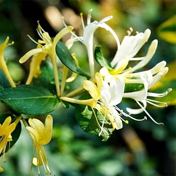 White Cape Honeysuckle Flower Seeds for Planting – Heirloom, Non-GMO, High Germination Organic Garden Seeds