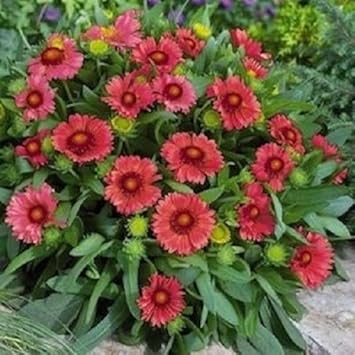 Flower Seeds, Seeds,Seeds For Planting,Plant Seeds