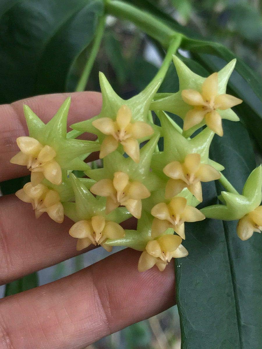 Flower Seeds, Seeds,Seeds For Planting,Plant Seeds