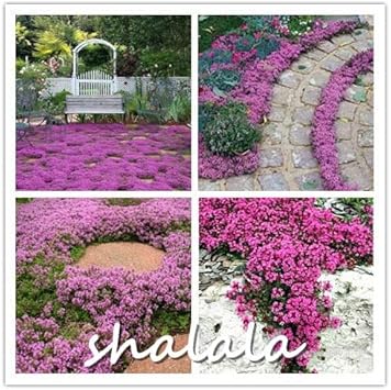 Flower Seeds, Seeds,Seeds For Planting,Plant Seeds