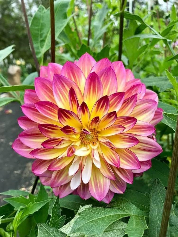 Yellow Pink Dahlia Flower Seeds for Planting – Heirloom, Non-GMO, High Germination Organic Garden Seeds