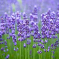 Blue Lavendula Munstead Flower Seeds for Planting – Heirloom, Non-GMO, Easy-to-Grow Organic Garden Seeds