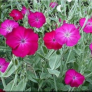 Flower Seeds, Seeds,Seeds For Planting,Plant Seeds