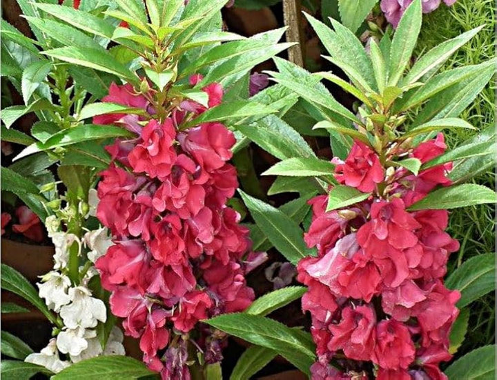 Semillas Flower Seeds for Planting – Heirloom, Non-GMO, Garden Favorite High Germination Seeds