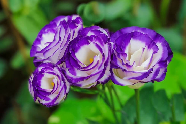 Violet White Eustoma (Lisianthus) Flower Seeds for Planting – Heirloom Non-GMO, High Germination