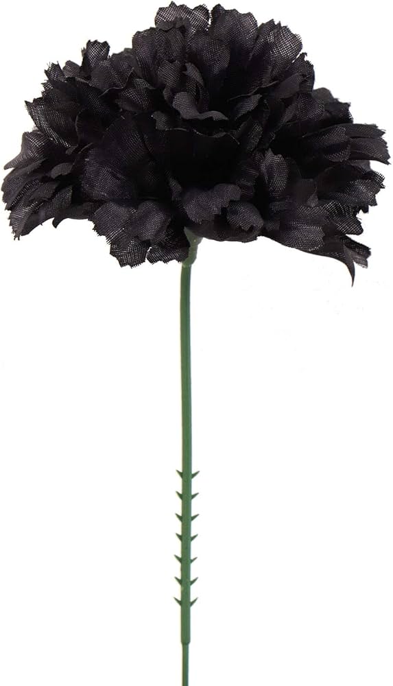 Carnations Black Flower Seeds for Planting – Heirloom Non-GMO, High Germination Organic Garden Seeds