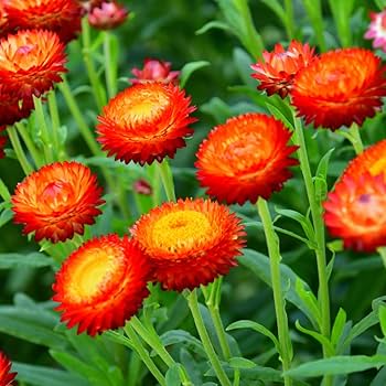 Red Helichrysum Bracteatum Flower Seeds for Planting – Heirloom Non-GMO High Germination Organic Garden Seeds