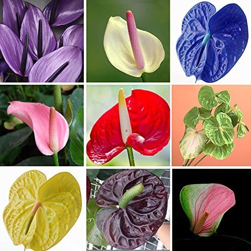 Anthurium Mixed Flower Seeds for Planting – Heirloom, Non-GMO, Bright Blooms, High Germination Organic Garden Seeds