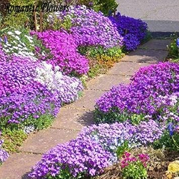 Flower Seeds, Seeds,Seeds For Planting,Plant Seeds