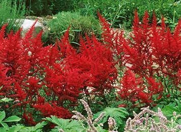 Flower Seeds, Seeds,Seeds For Planting,Plant Seeds