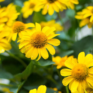 Herb Seeds,Garden seeds, Seeds For Planting,Plant Seeds