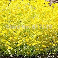 Flower Seeds, Seeds,Seeds For Planting,Plant Seeds