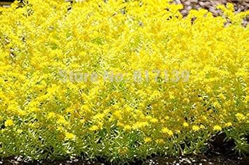 Flower Seeds, Seeds,Seeds For Planting,Plant Seeds