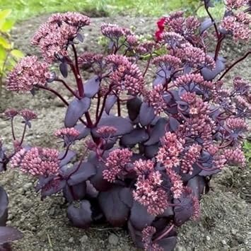 Flower Seeds, Seeds,Seeds For Planting,Plant Seeds