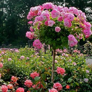 Flower Seeds, Seeds,Seeds For Planting,Plant Seeds