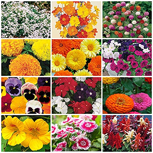 Heirloom Non‑GMO Kalimeris Indica Flower Seeds for Planting – Sun Loving, High Germination Garden Seed