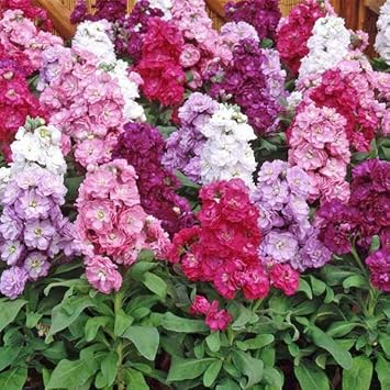 Flower Seeds, Seeds,Seeds For Planting,Plant Seeds
