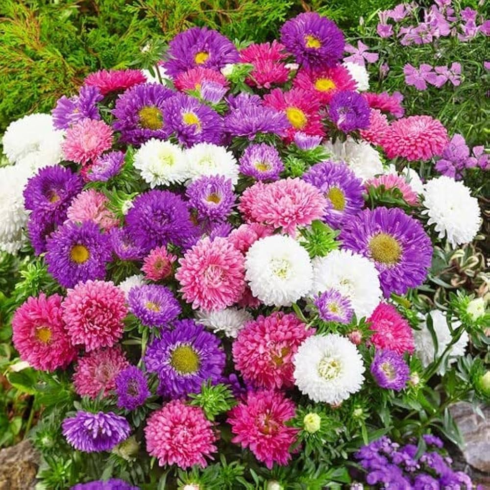 Multi-Colour China Aster Flower Seeds for Planting – Heirloom, Non-GMO, High Germination Organic Garden Seeds