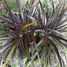 Vegetable Seeds,Garden seeds, Seeds For Planting,Plant Seeds
