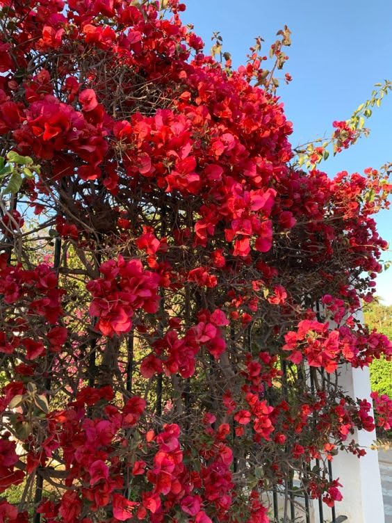 Deep Red Bougainvillea Seeds – Low Maintenance, Heirloom & Non-GMO for Home Gardens