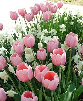 Baby Pink Tulip Flower Seeds for Planting Heirloom Non-GMO High Germination Organic Garden Seeds