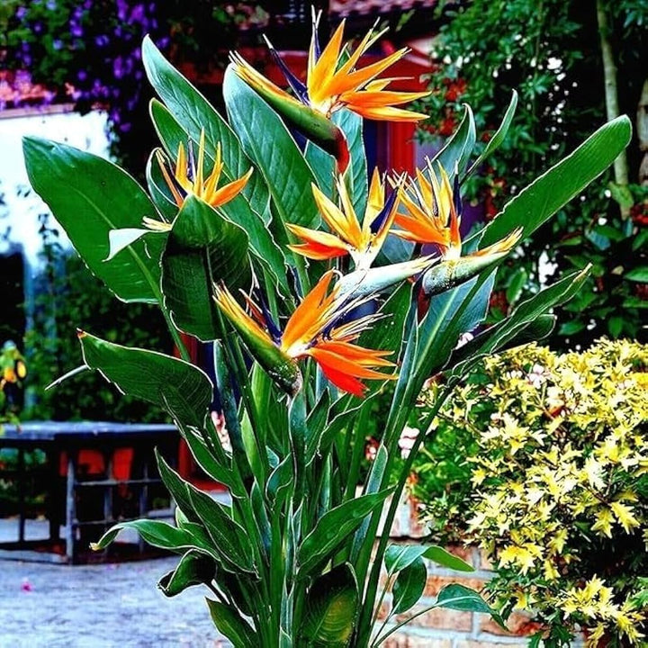 Orange Strelitzia Flower Seeds – Low Maintenance, Heirloom &amp; Non-GMO for Home Garden