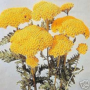 Flower Seeds, Seeds,Seeds For Planting,Plant Seeds