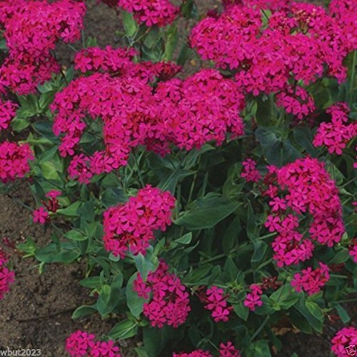 Silene armeria (Sweet William Catchfly) Flower Seeds for Planting – Heirloom & Non-GMO Bright Blooms for Borders and Wildflower Gardens