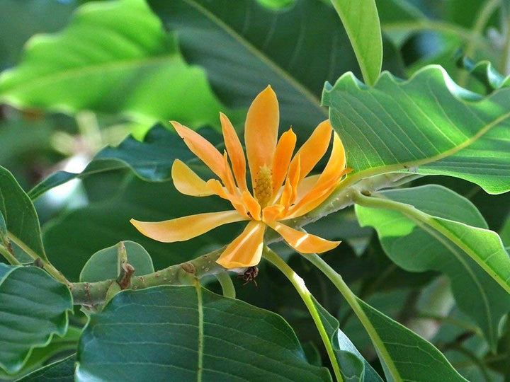 Flower Seeds, Seeds,Seeds For Planting,Plant Seeds