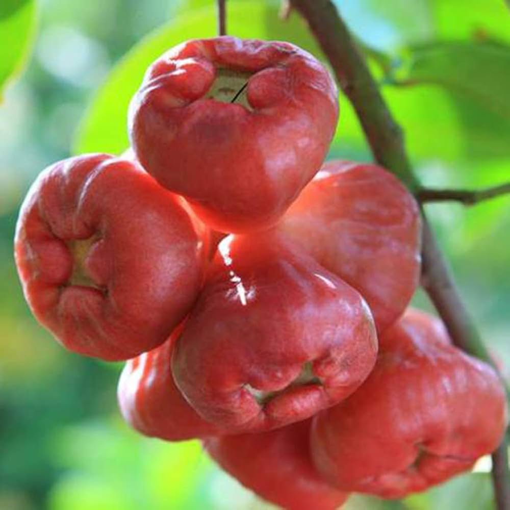 Fruit Seeds,Garden seeds, Seeds For Planting,Plant Seeds