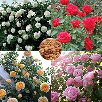 Flower Seeds, Seeds,Seeds For Planting,Plant Seeds