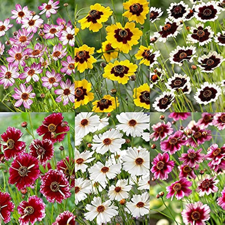 Coreopsis Flower Seeds for Planting - Heirloom, Non-GMO, High Germination Organic Garden Seeds