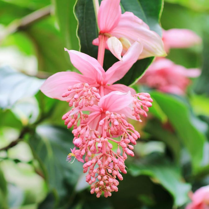 Medinilla Magnifica Flower Seeds for Planting – Heirloom, Non-GMO, High Germination Organic Garden Seeds
