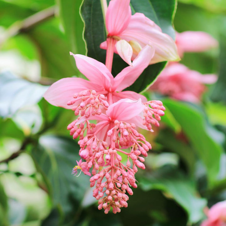 Medinilla Pink Flower Seeds for Planting – Heirloom Non-GMO Cottage Garden Essential