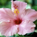 Baby Pink Hibiscus Flower Seeds for Planting – Heirloom, Non-GMO Long-Bloom Organic Garden Seeds