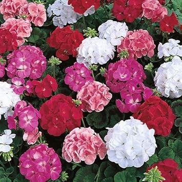 Flower Seeds, Seeds,Seeds For Planting,Plant Seeds