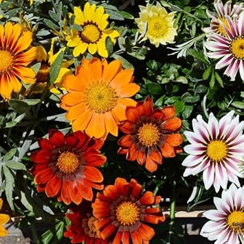 Gazania Flower Seeds for Planting – Heirloom, Non-GMO, Easy to Grow Organic Garden Seeds, High Germination