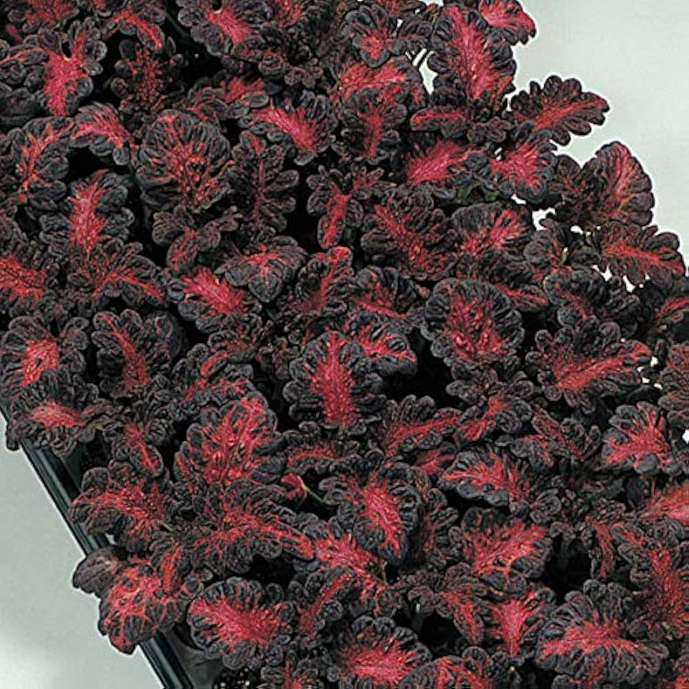 Flower Seeds, Seeds,Seeds For Planting,Plant Seeds