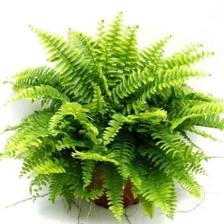 Pink Green Fern Seeds for Planting – Heirloom, Non-GMO, High Germination Organic Garden Seeds