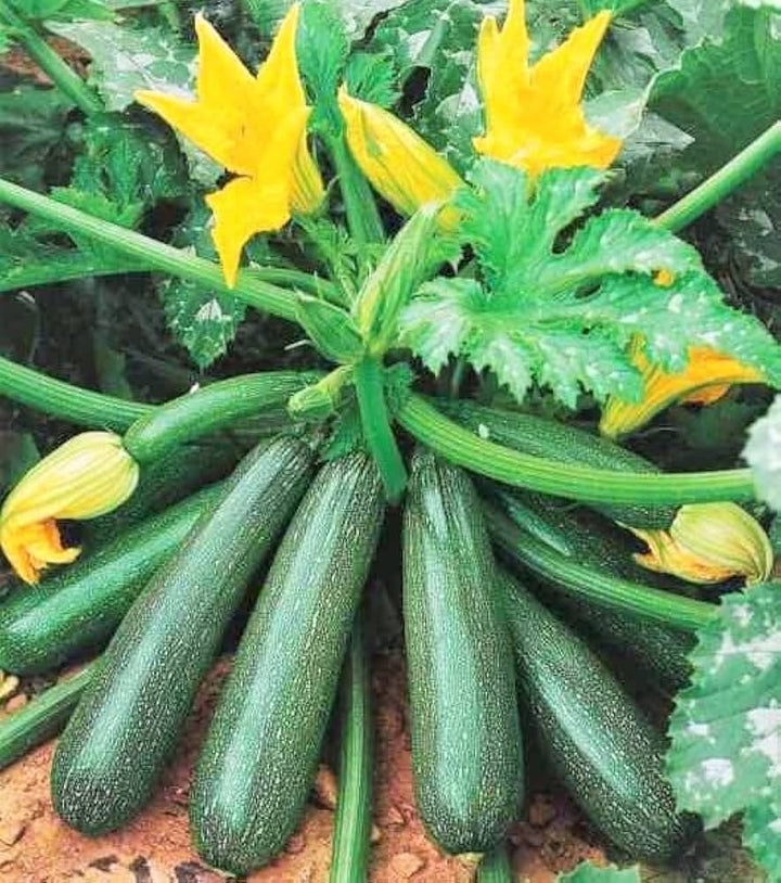 Grey Zucchini Squash Seeds for Planting – Heirloom, Non-GMO, Tender Summer Vegetable – High Germination