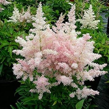 Flower Seeds, Seeds,Seeds For Planting,Plant Seeds