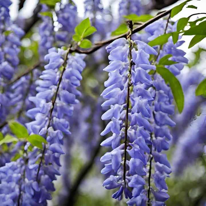 Violet Wisteria Flower Seeds for Planting – Hardy Heirloom, Non-GMO, High Germination Garden Seeds