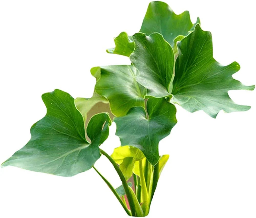 Herb Seeds,Garden seeds, Seeds For Planting,Plant Seeds