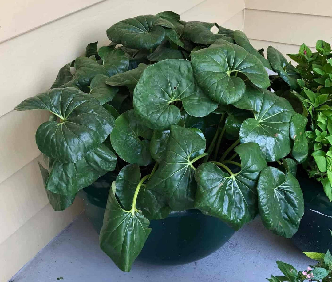 Flower Seeds, Seeds,Seeds For Planting,Plant Seeds