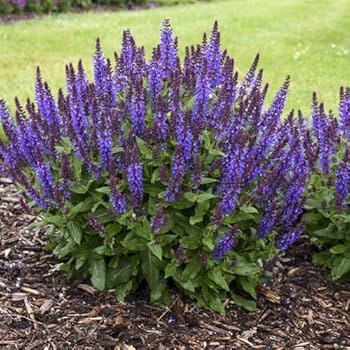 Russian Sage Flower Seeds – Heirloom Non-GMO Seasonal Bloomer for Garden Planting