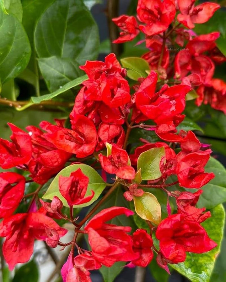 Bougainvillea Flower Seeds for Planting – Heirloom Non-GMO, High Germination Organic Garden Seeds