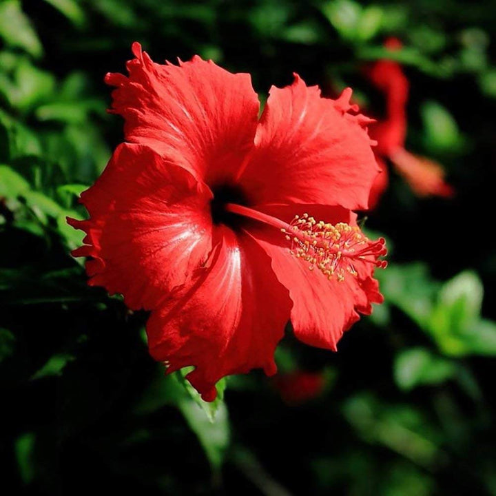 Flower Seeds, Seeds,Seeds For Planting,Plant Seeds