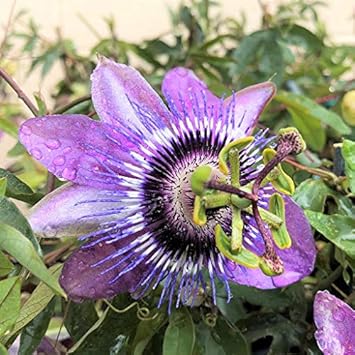 Flower Seeds, Seeds,Seeds For Planting,Plant Seeds