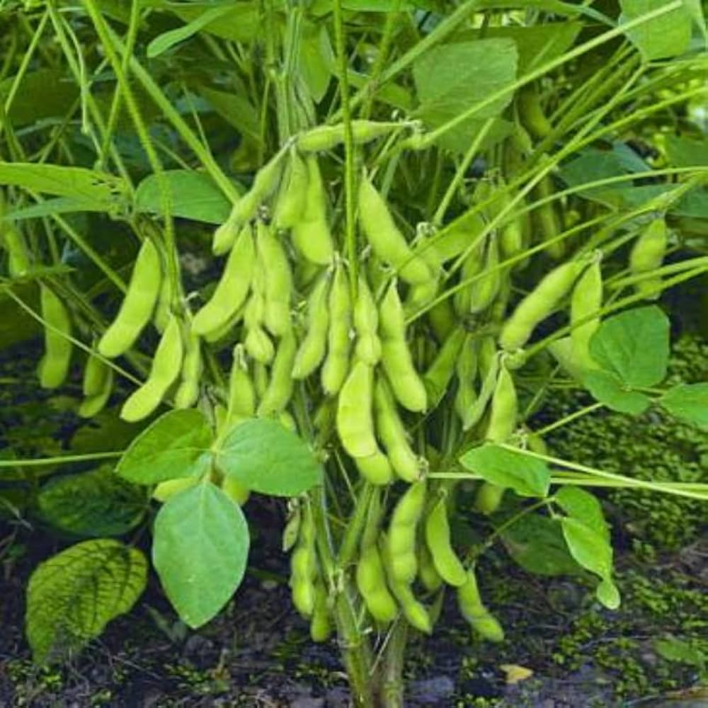 Soybean Seeds for Planting – Heirloom Non-GMO Protein-Rich Vegetable Seeds with High Germination for Organic Gardens